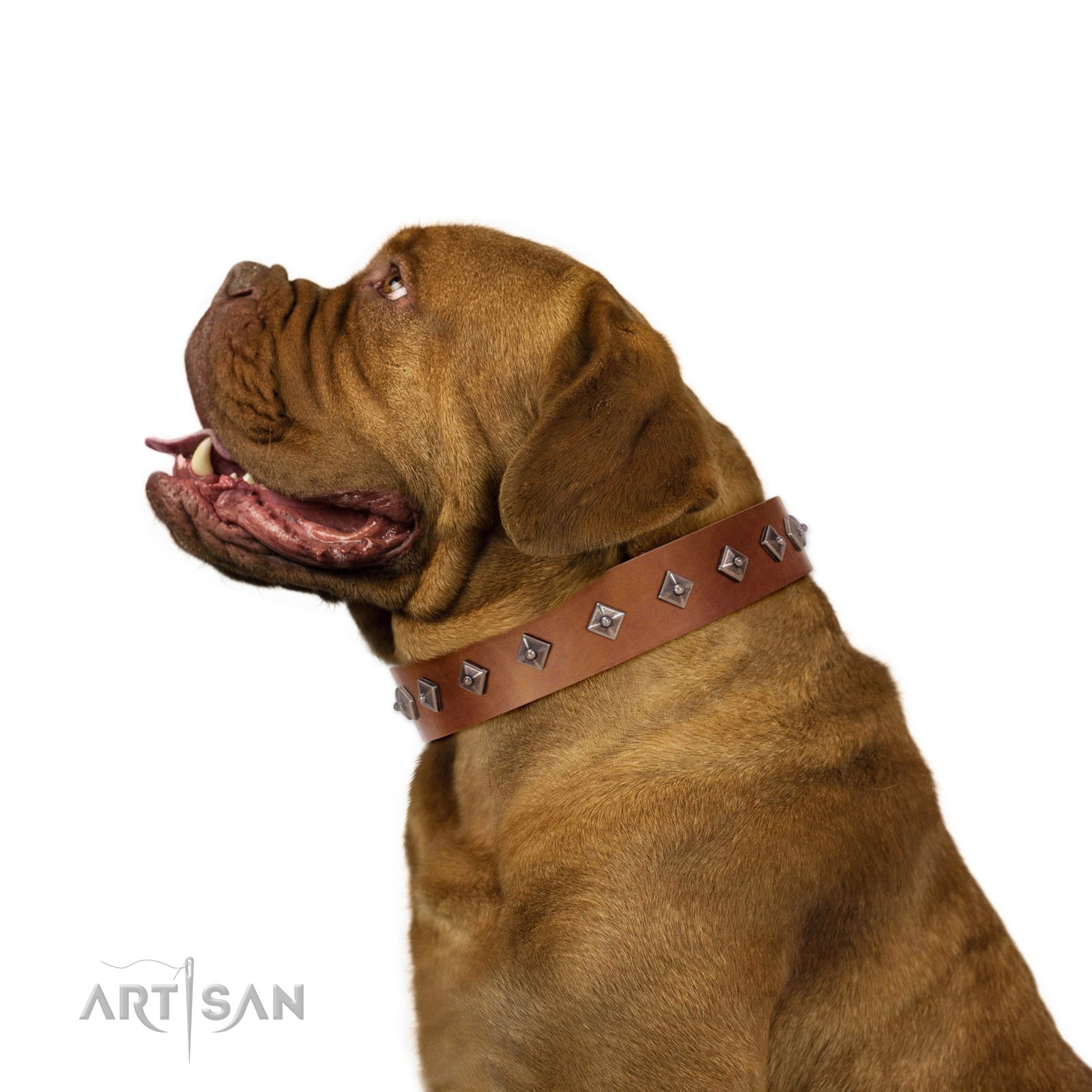 Dog Collars  Buy Online at DOGUE