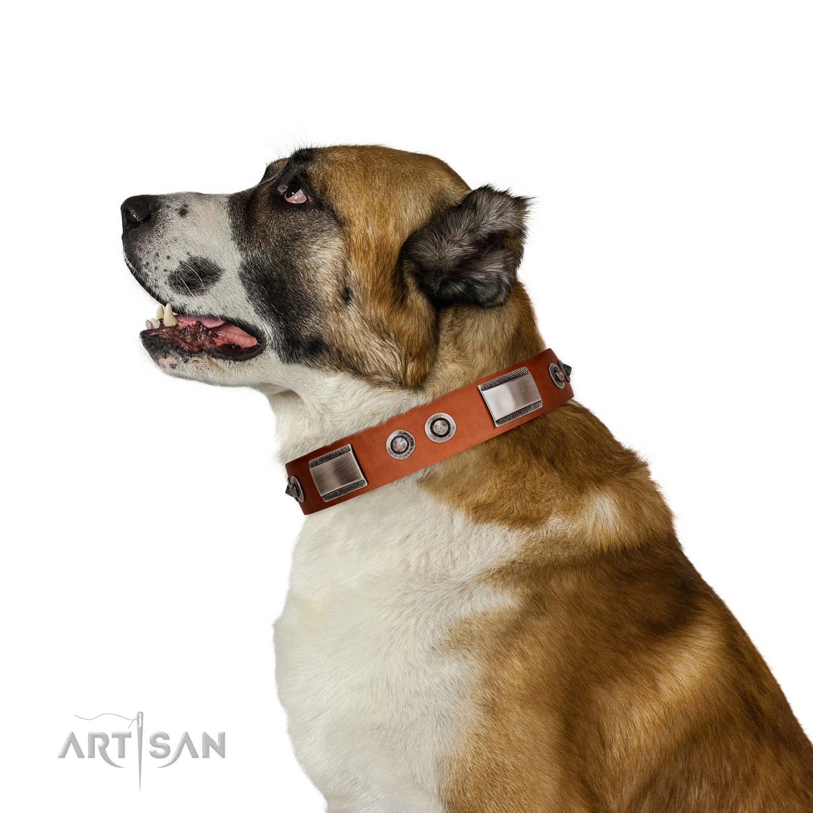 2 inch dog collar